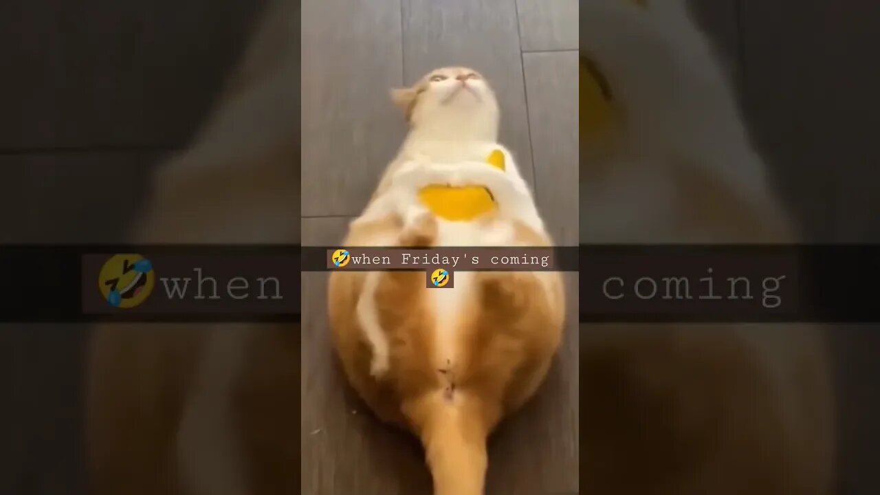 🤣happy feet🤣 #shorts