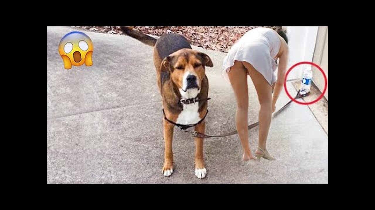 Funniest Videos 2022 😂 Funny Cats 🐱 and Dogs 🐶