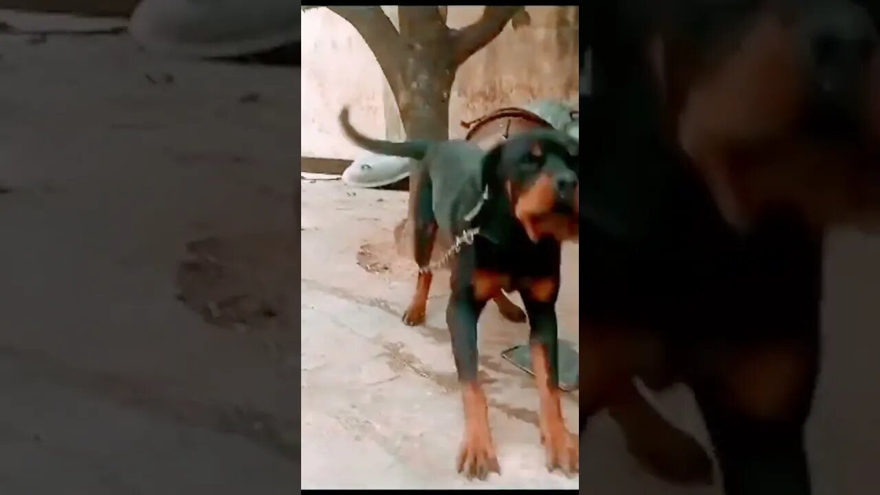 Rottweiler Barking|| dog sound #rottweiler #dog #shorts #ytshort #dog #doglover #dogbarking