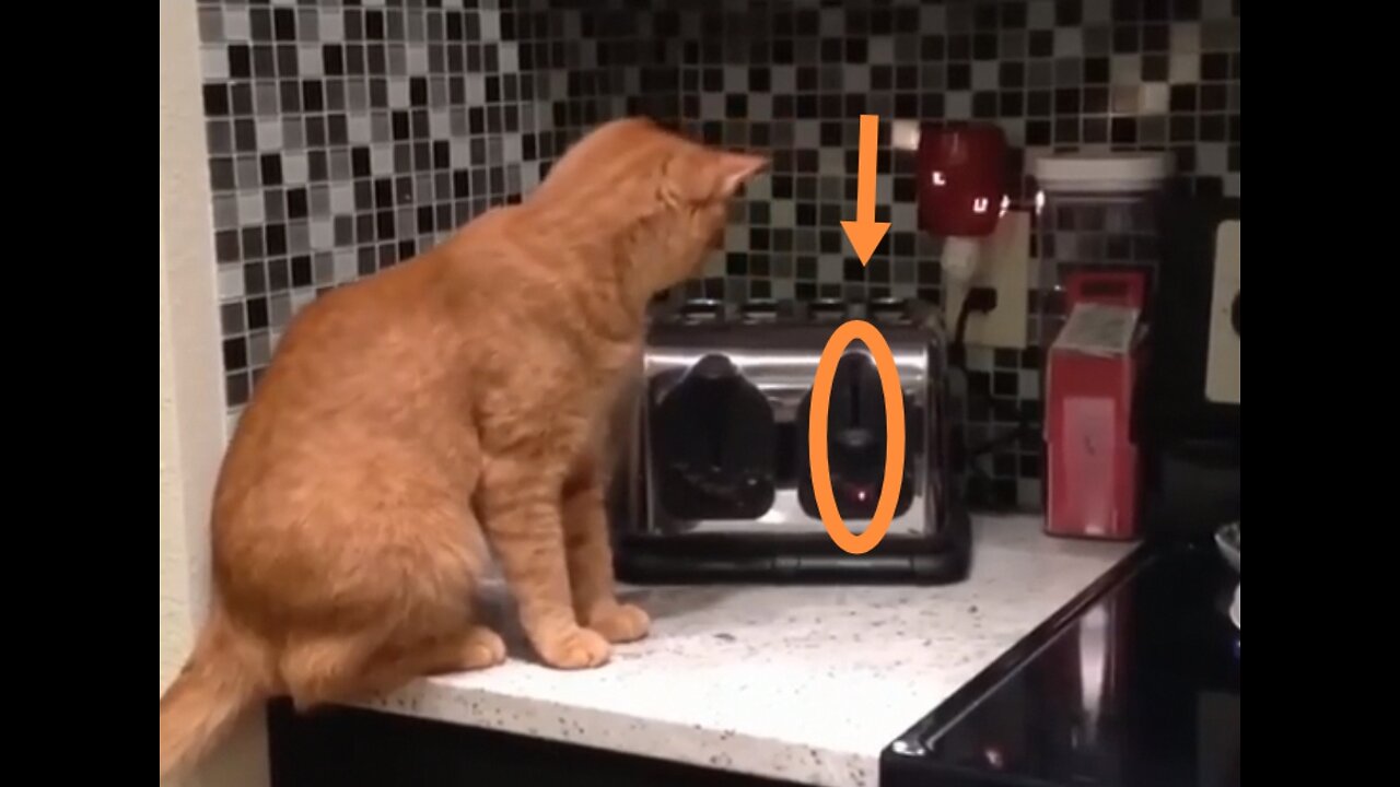 Best of funniest cat in 2023