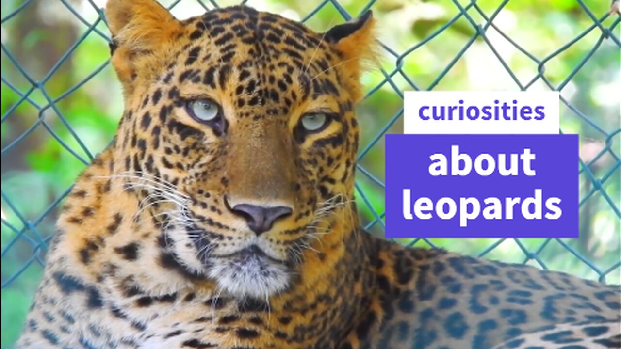 Some curiosities about leopards