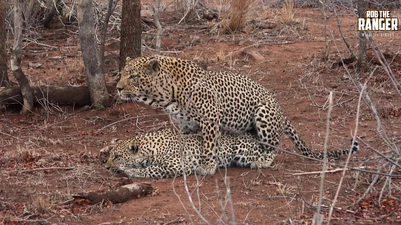 WILDlife: Leopards Dewane And Basile Pairing