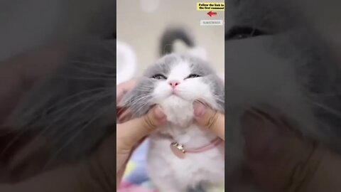 cute cat videos 😹 funny videos 😂 692 😻 #shorts #shortsfunny #cutecat #catvideos #catsfood #catscare