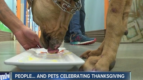 Pets celebrate Thanksgiving with three-course meals