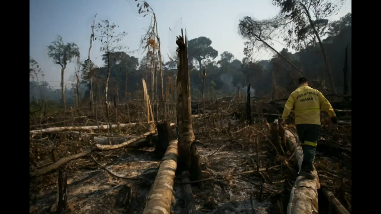 Desmatamento gera perda de crédito junto ao BNDS