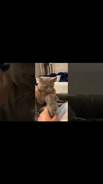 #shorts #2022 funny,prank,funjokes,dad jokes,funny memes,funny video,fun,laughing,funny animal,knock