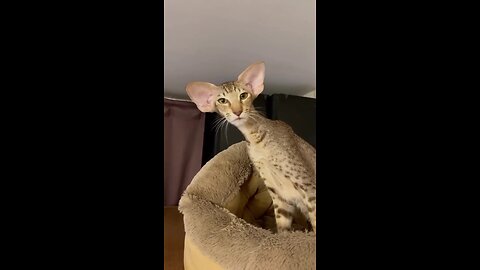 Cute Animal . dogs 🐶 & 😻 cat funny video. #short#viral# funny video