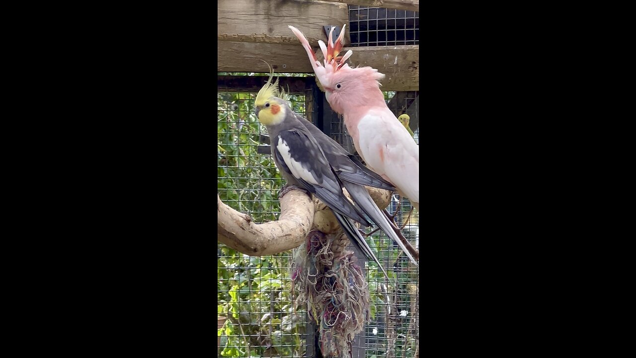 Cockatiels and pink cockatoo