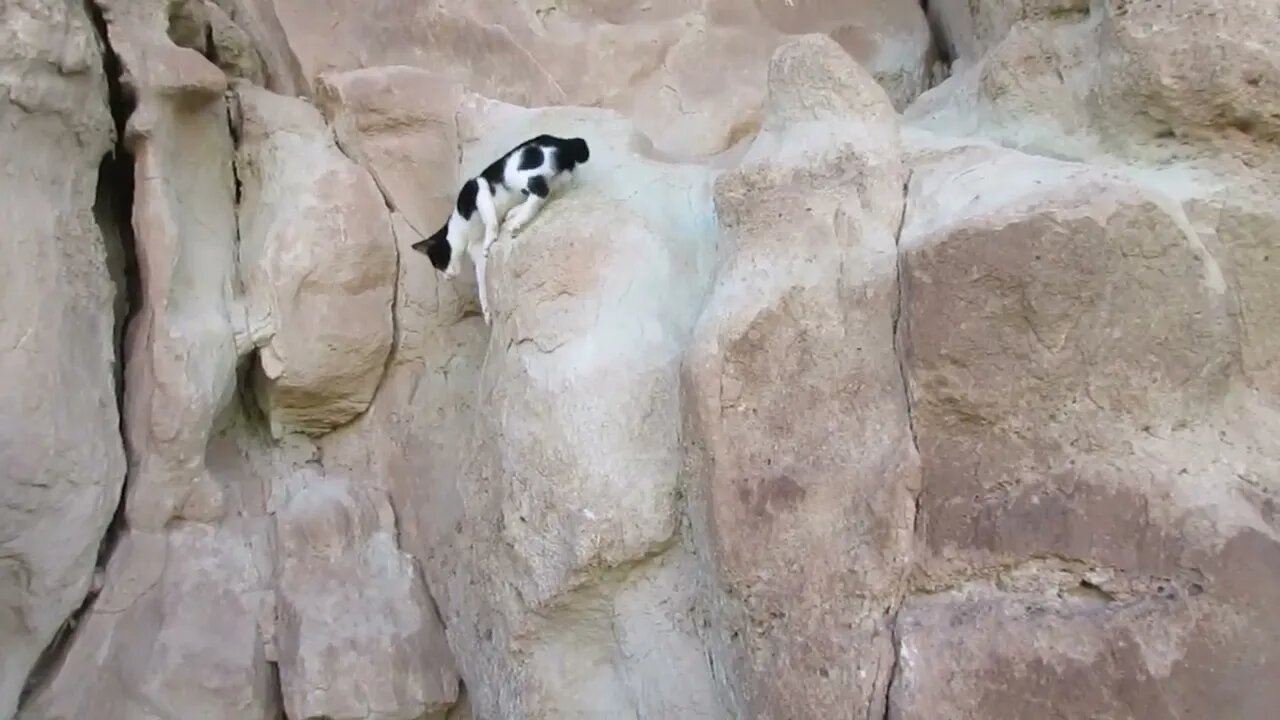 Our Cats #58 #shorts – How Does Pasha the Cat Come Down a Steep Cliff?