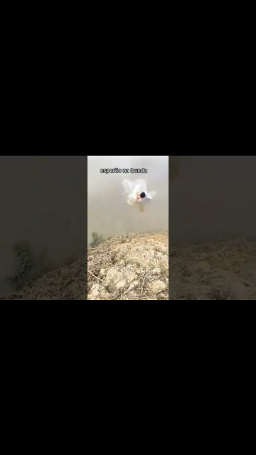 entrou 😂#viral #rindo #fyyyyyyyyyyyyyyyyyyy #fyyyyyyyyyyyyyyyy #fypシ #comedia #humor #memes #shorts