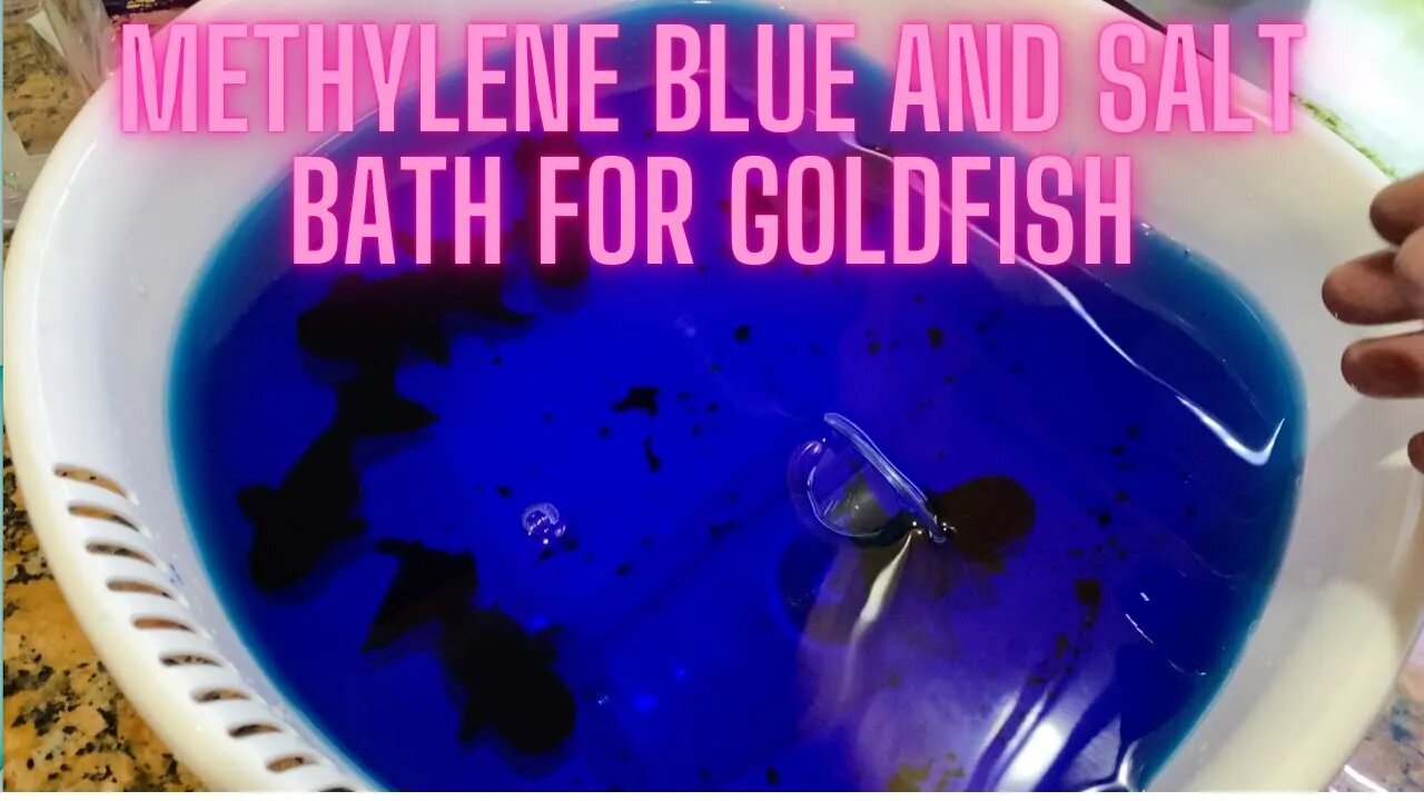 Methylene blue and salt bath treatment for goldfish