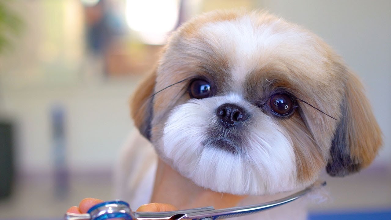 She wants to be famous!✂️❤️🐶 I've never seen a puppy with such beautiful eyes.