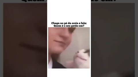 quem é o gatão