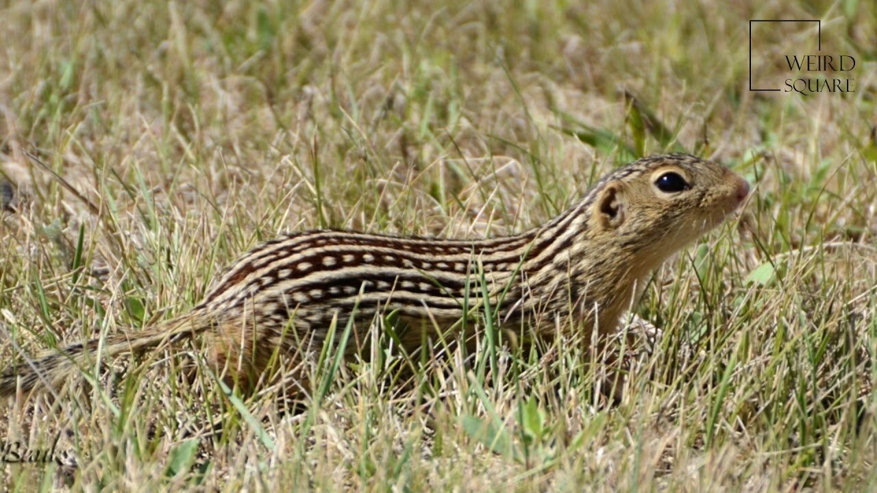 Interesting facts about thirteen lined ground squirrel by weird square