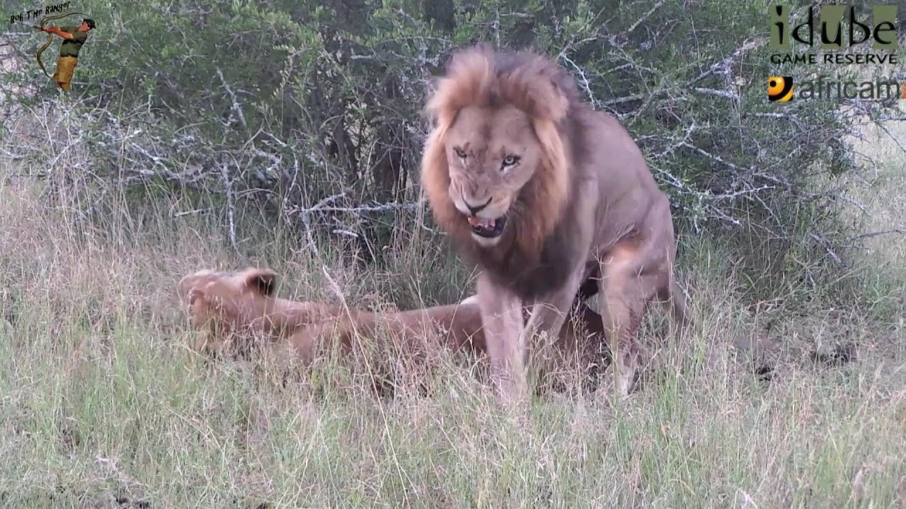 WILDlife: Lions Get Some Action!