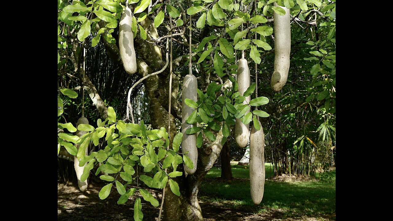 Kigelia Pinnata, Unusual African Sausage Tree Kigelia Africana Bonsai