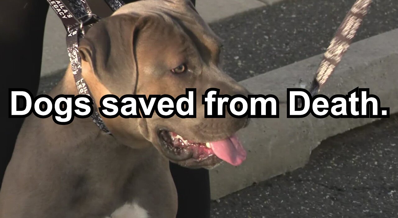 Dogs saved from Death.