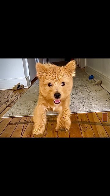 Puppy enthusiastically says "Yay! You're Home!"