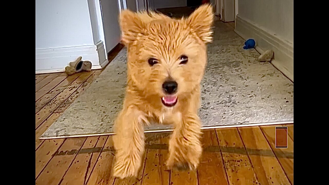 Puppy enthusiastically says "Yay! You're Home!"