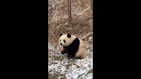 Cute panda eating in the snow