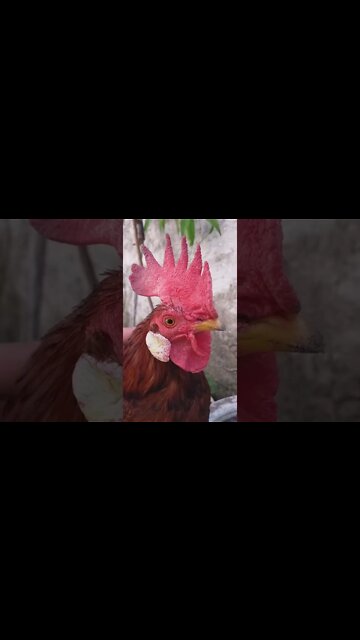 MEU GALO NÃO VAI AS URNAS VOTAR NOS BOZOLULA