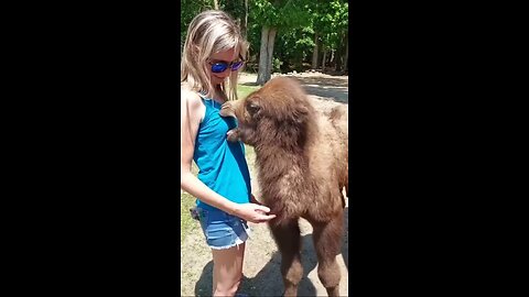 The animal bit the girl in the wrong Funny | wait for end