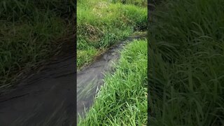 soothing small creek.