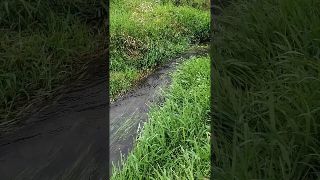 soothing small creek.