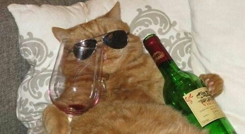 cat drinking wine