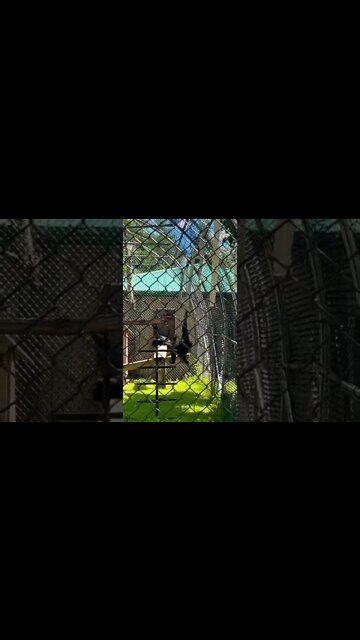 Some days I feel like this Monkey