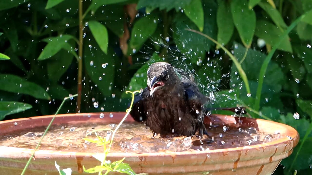 Baby Grackle Takes a Bath