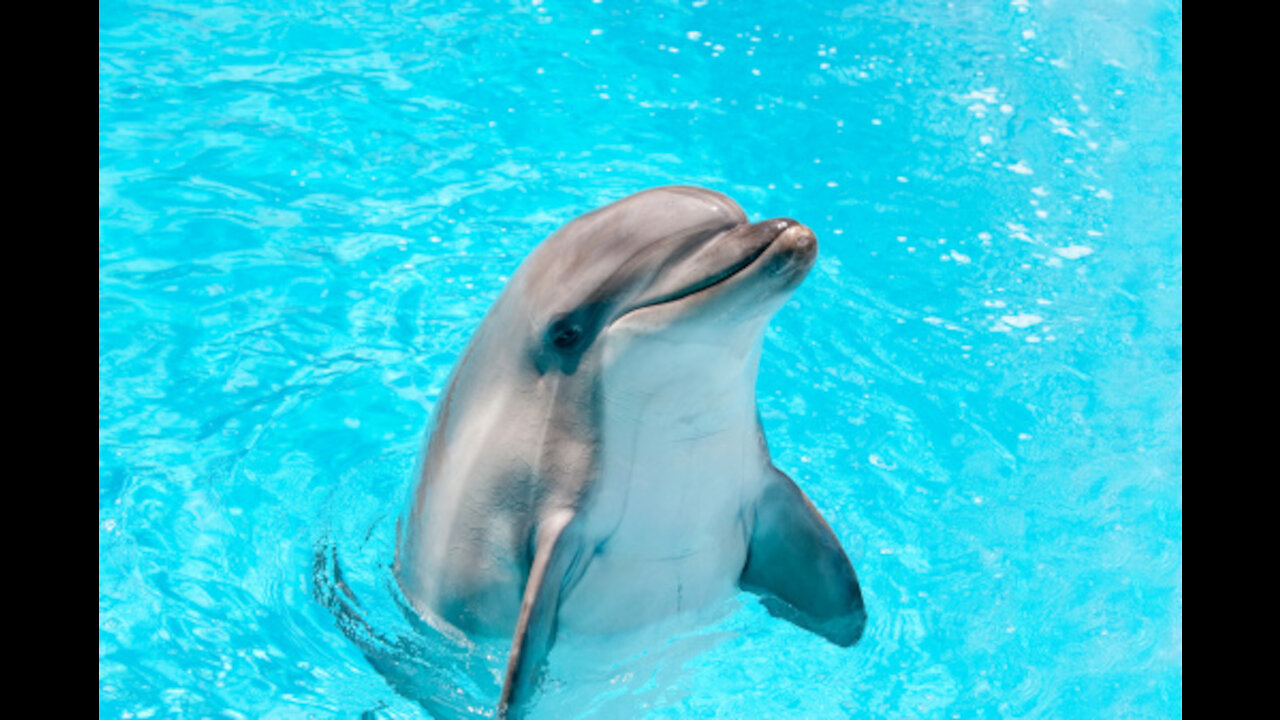 Dolphin playing with bubbles