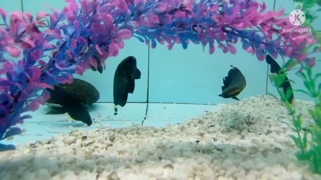 Unseen Fish