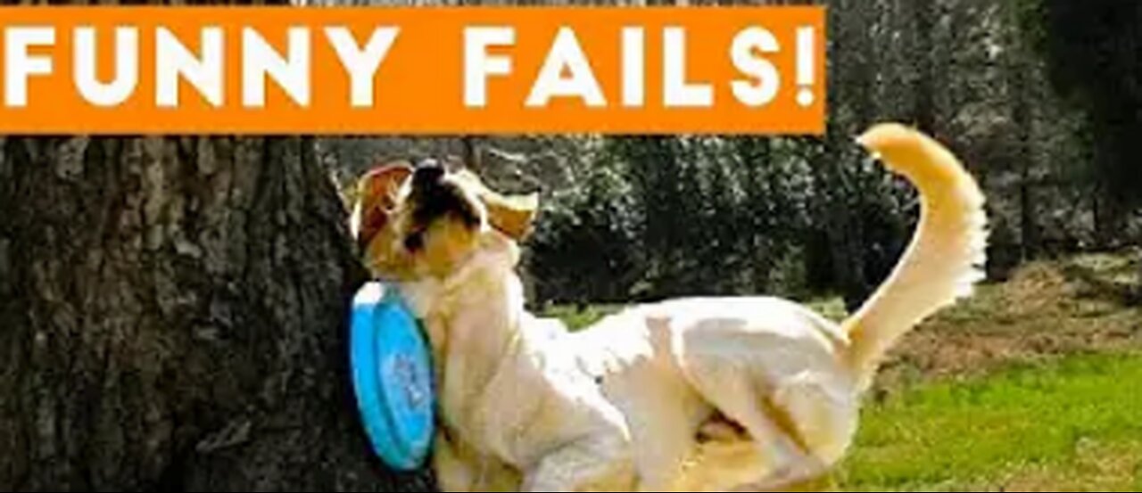 Funny animals fails (2023)-| funny animals videos😂