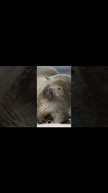 The Galapagos Islands Are Crazy! #shorts