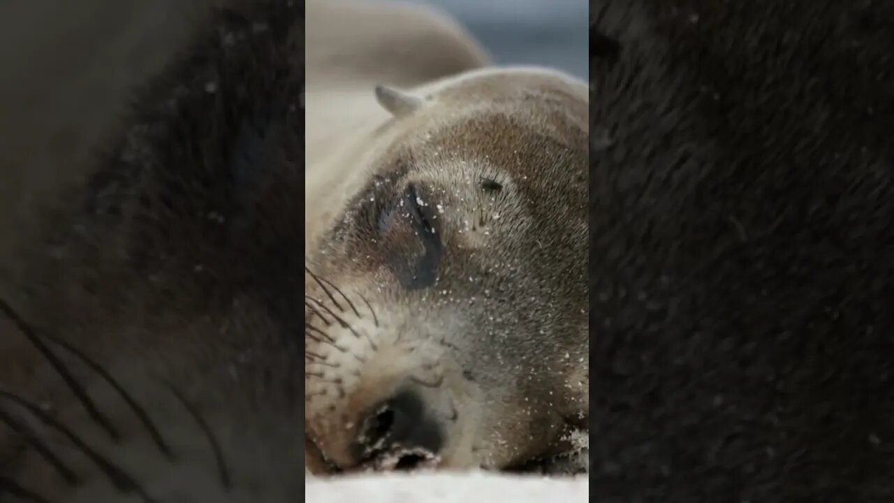 The Galapagos Islands Are Crazy! #shorts