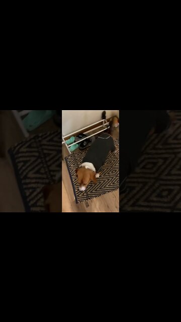 Banchee the Beagle Dog Loves New Clothes