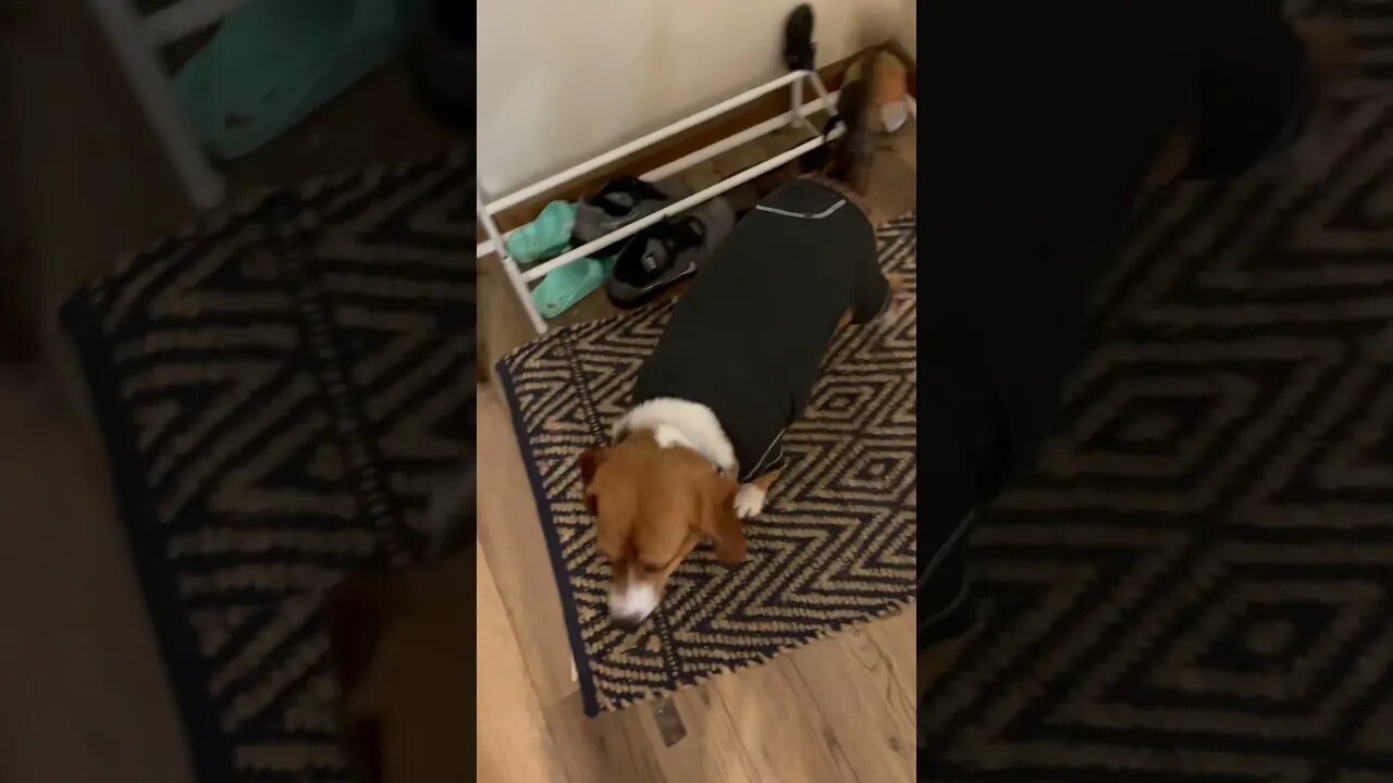 Banchee the Beagle Dog Loves New Clothes