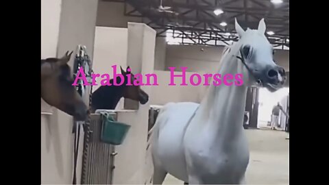 Arabian horse videos compilation _ #3 _ 💕❤️ 2021. Try not to watch it till the end