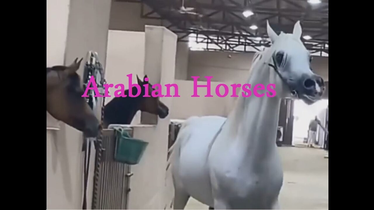 Arabian horse videos compilation _ #3 _ 💕❤️ 2021. Try not to watch it till the end