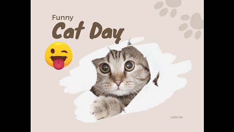 Funny Cats - Cat Videos for new year 2022