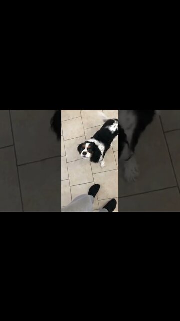 Cavalier King Charles Spaniel wanting to play #shorts