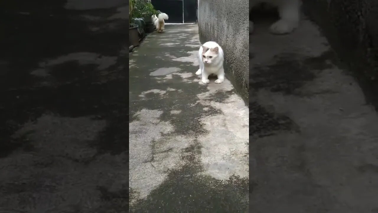 #cute #funny #shorts