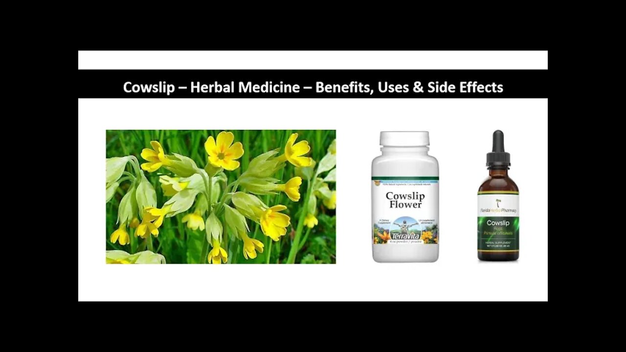 Cowslip Herbal Medicine Benefits, Uses & Side Effects