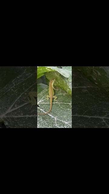Anole eating aphids out of the garden