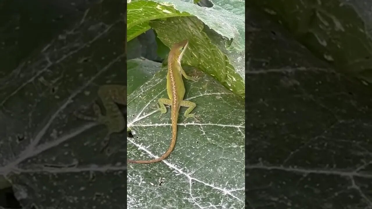 Anole eating aphids out of the garden