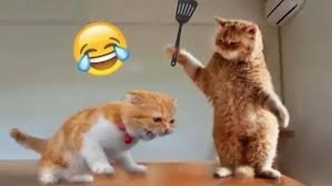 funny animals video of dog and cat