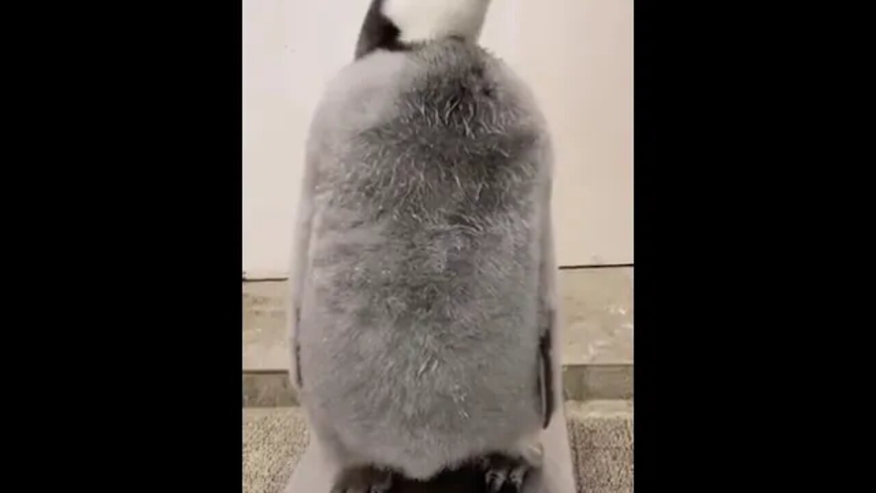 Penguin being weighed