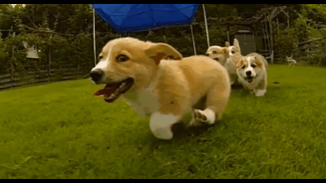 These hilarious Slow-mo Corgi puppies will make you laugh and smile !