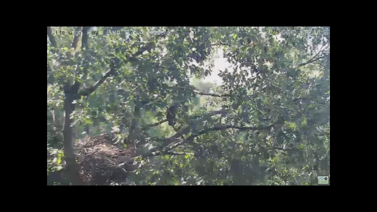 Hays Eagles juveniles one jumps down one flys away 2021 06 22 19 18:16:12